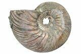 One Side Polished, Pyritized Fossil, Ammonite - Russia #174978-2